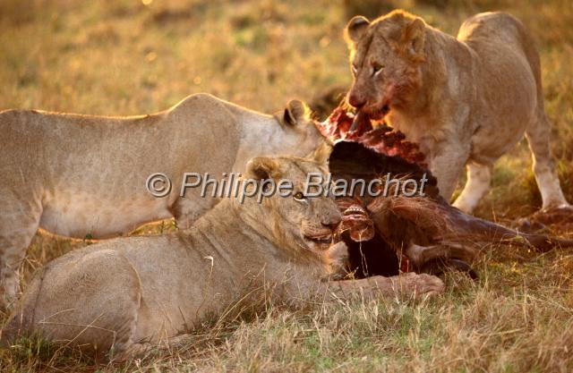 kenya 37.JPG - Lionnes dévorant un gnou au coucher du soleilPanthera leoRéserve de Masai MaraMasai Mara National ReserveKenya